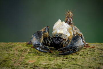 female Chaerilus Celebensis scorpion carrying her new cub on her back