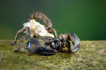 female Chaerilus Celebensis scorpion carrying her new cub on her back