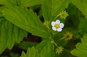 Flowering forest, wild strawberries.