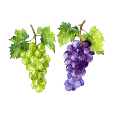 green and purple grape watercolor good quality and good design