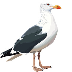 Seagull Clipart isolated on white background