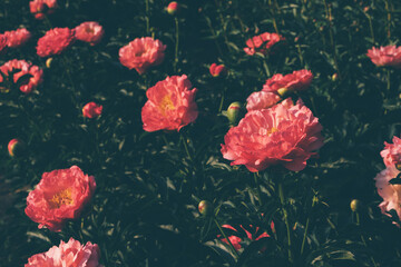Beautiful coral red peony flowers blooming in the garden, close up. Summer natural flowery background.