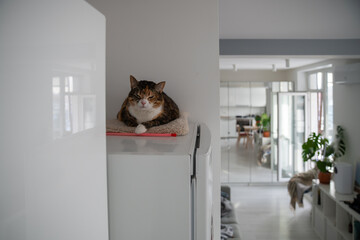 Sleepy calico cat resting on top of refrigerator in modern kitchen. Pet lying comfortably on fridge...