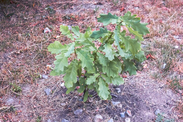 Quercus robur young plant. English oak, or summer oak, or common oak.