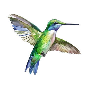 hummingbird watercolor good quality and good design