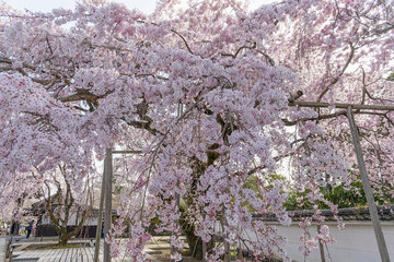 京都醍醐寺 美しい満開の桜