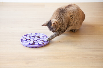 Close-up, playful cat is touching and punching kibble food with paw. Entertaining, mental challenge game for kitty, can be used for daily feeding with dry food and snacks. Easy to wash silicone board.