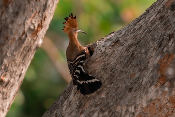 Common Hoopoe, Hoopoe (Upupa epops) The body has light brown stripes. or white and black The mouth...