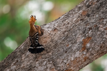 Common Hoopoe, Hoopoe (Upupa epops) The body has light brown stripes. or white and black The mouth is long, slender and curved. Feeding the baby. Phra Nakhon Si Ayutthaya, Thailand. © Pluto Mc