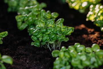Young sprouts of basil in a raised bed. Young plants of great basil.