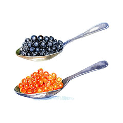 caviar watercolor good quality and good design