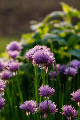 Blossoming purple flowers of chive in the garden.
