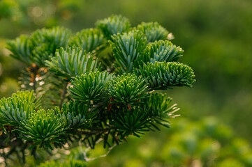 Young sprouts of fir, green needles.