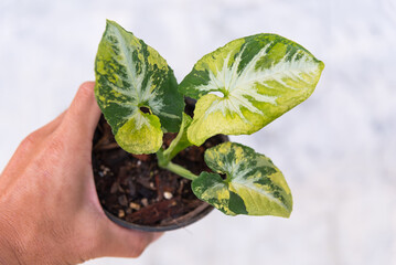 Closeup to Syngonium Scrambled egg