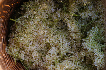 Basket full of picked elderflowers. Elderflower as a part of herbal medicine, making elderflower syrup.