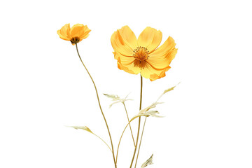 yellow daisy isolated on a Transparent background. Generative AI