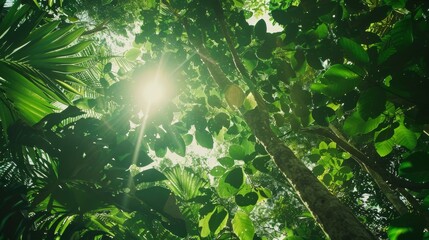 Fototapeta na wymiar A lush green forest canopy seen from below, with sunlight filtering through the leaves