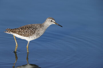 The wood sandpiper (Tringa glareola) is a small wader. This photo was taken in Kruger National...