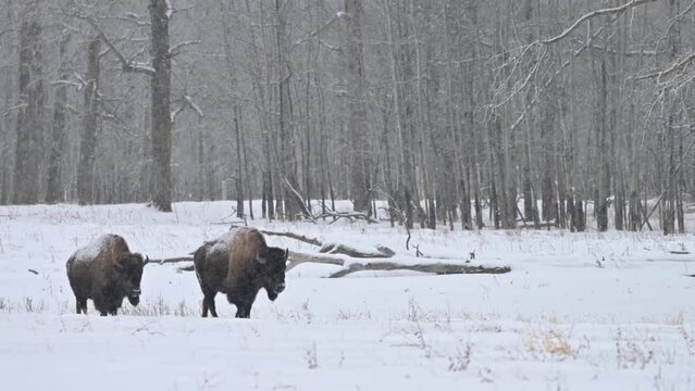 Wood bison, often called mountain bison, wood buffalo or mountain buffalo grazing and roaming in the winter snowfall on the northern plains, prairies and in the forest of Elk Island National Park. 4K 