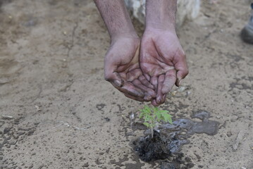planting a tree