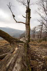 Obraz premium Wandern auf den Himpelsberg im Lausitzer Gebirge 2