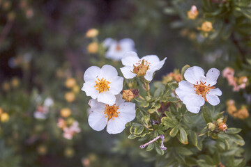 White flowers potentilla fruticosa in the garden. - obrazy, fototapety, plakaty