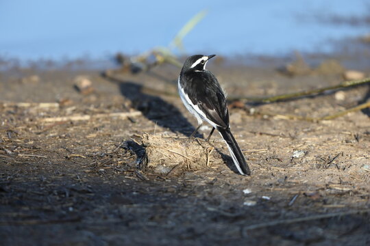 The African pied wagtail, or African wagtail, (Motacilla aguimp) is a species of bird in the family Motacillidae. This photo was taken in Kruger National Park, South Africa.