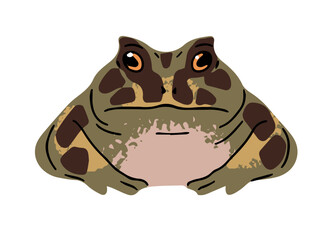 Ceratophrys frog with patterned, spotted skin. Big horned toad sits. Green exotic reptile with cute muzzle. Rainforest froglet. Tropical swamp amphibian. Flat isolated vector illustration on white