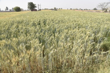field of wheat. Wheat field Wheat closeup Harvest concept