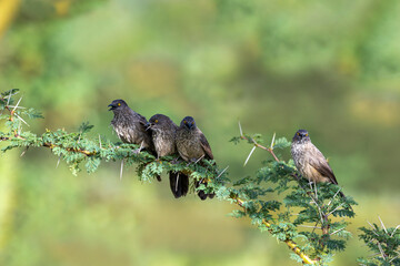 Apostlebird on tree branch in rural Kenya