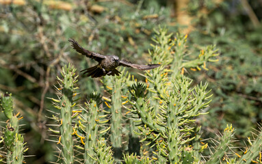 Apostlebird on tree branch in rural Kenya
