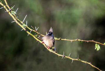 ( Colius striatus kikuyensis )Speckled Mousebird sitting on a branche watching around