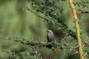 Apostlebird on tree branch in rural Kenya