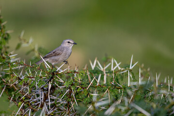 Gray Flycatcher on tree branch in African countryside