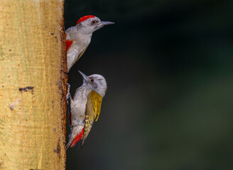 Nubian woodpecker, Serengeti National Park, Tanzania, Africa