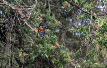 Giant Kingfisher in Kruger National Park