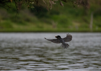 Giant Kingfisher in Kruger National Park