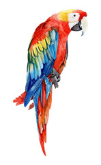 Obraz premium macaw watercolor good quality and good design