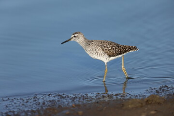 The wood sandpiper (Tringa glareola) is a small wader. This photo was taken in Kruger National...