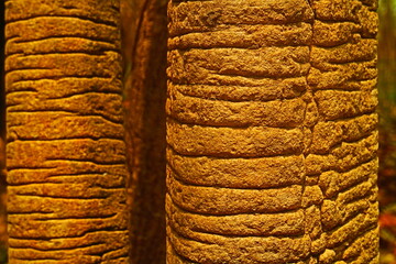 Fototapeta premium close up of bark texture background 