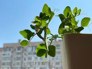 Balcony garden: potted pea on a balcony in a residential apartment building