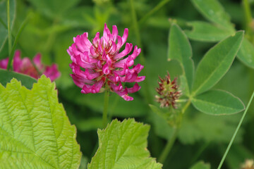 Clover flower in nature.