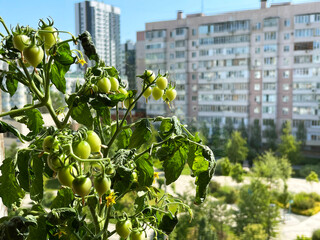 Balcony garden: unrape potted tomatoes on a balcony in a residential apartment building