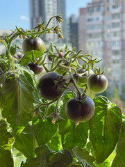 Balcony garden: potted tomatoes on a balcony in a residential apartment building