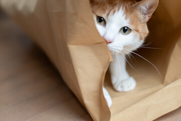 紙袋の中に入った猫　茶トラ白 - obrazy, fototapety, plakaty
