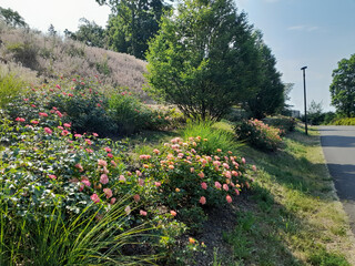 Weg im Park mit Beet Heckenrose