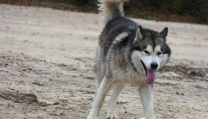A Malamute dog runs along the sand of the embankment.
