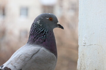 Male pigeon extreme closeup portrait, bird on the window, rainy day, pigeon beautiful portrait, pigeons eyes in macro, Extreme Close Up	