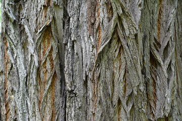The texture of the bark of an old Robinia (acacia) tree.