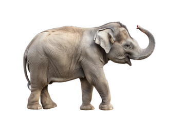 side-view, cute young elephant, trunk upwards, on transparency background PNG